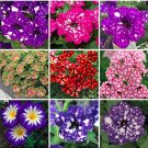 100pcs Rare Beautiful Petunia Flower Plants 24 Kinds of Petunia Flower can Choose Bonsai Tree planta