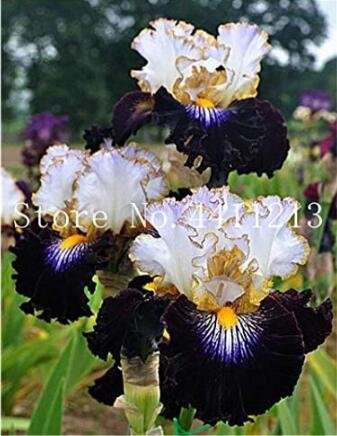 Rare Iris, Black Transparent White ColofulItem NO.: CO-1139