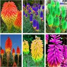 300pcs True Hot Poker (Kniphofia Uvaria) Beautiful Torch Lily Flower Perennial Bonsai Potted Plants 