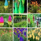 100pcs True Hot Poker (Kniphofia Uvaria) Beautiful Torch Lily Flower Perennial Bonsai Potted Plants 