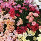 Imported Real 5pcs/lot Lewisia Cotyledon 'Galaxy Mixed' Flower Bonsai Plant Home GardenItem NO.: DL9