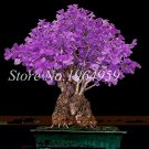 100 Pcs Rare Best Ginkgo Tree African Outdoor Bright Tree Plant Beautiful Perennial Garden Seed Plan
