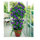 Climbing Gloxinia Bonsai Perennial Flowering Plants Sinningia Speciosa Bonsai Balcony Flower Plantin