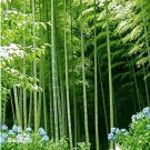 40pcs MOSO Bamboo Huge Mao Bamboo Bonsai- bonsais - Phyllostachys pubescens/edulis - Moso Hardy Bamb