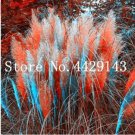 150 pcs Rare Colorful Pampas Grass Cortaderia Seed are Very Beautiful Garden Flower Plants Cortaderi