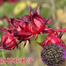 50PCS Fresh 100% Real Roselle semillas - Flower Plant SementesItem NO.: SH001Q