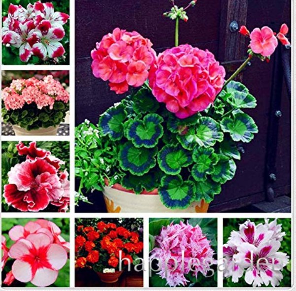 50 Pcs Geranium Seed Rare Variegated Geranium Flower Potted Winter Perennial Pelargonium Plant for H
