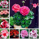 50 Pcs Geranium Seed Rare Variegated Geranium Flower Potted Winter Perennial Pelargonium Plant for H