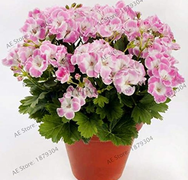 105pcs/ Bag Bonsai Potted Geranium Planting Season Flores high Germination Rate,for Home and Gardeni