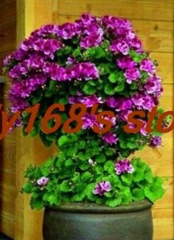 200 pcs Rare Climbing Geranium Pelargonium Peltatum Tree Seed Perennial Flower Indoor Rooms Garden P