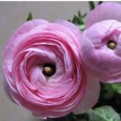 100 pcs Ranunculus Flower Plants, (not Ranunculus Bulbs),Ranunculus Flower Bonsai Perennials Flower 