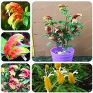 100 Pcs Justicia Brandegeana Bonsai DIY Home Garden Potted Or Yard Flower Plant Bonsai Easy to Grow 