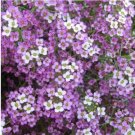 100pcs/lot Alyssum -s-Lobularia maritima Flower -s Home Garden Multi-Color Optional YRItem NO.: SH07
