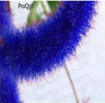 8000Pcs A Set Acalypha Hispida - (Color: Seed)Item NO.: SH091Q