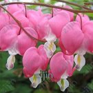 100pcs/bag Dicentra Spectabilis Bleeding Heart Classic Cottage Garden Plant, Heart-Shaped Flowers in 100pcs/bag Dicentra Spectabilis Bleeding Heart Classic Cottage Garden Plant, Heart-Shaped Flowers in
