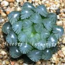 100 Pcs Rainbow YuLu Bonsai, Potted Succulents Fleshy Shining Green Plants Haworthia Cooperi Yulu Fl