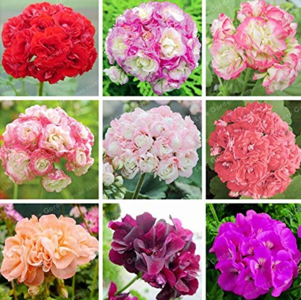 Rare Geranium Bonsai Apple Blossom Rosebud Pelargonium Hortorum Perennial Flower Hardy Plant Bonsai 