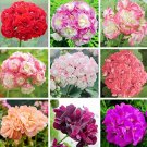 Rare Geranium Bonsai Apple Blossom Rosebud Pelargonium Hortorum Perennial Flower Hardy Plant Bonsai 