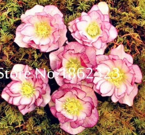 100 pcs/Bag Unique Mixed Colors Japanese Bonsai Potted,Helleborus Flower Plants,Easy to Grow,Plant f