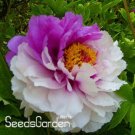 Chinese Rare and Precious Species of Blue Peony Flower Bonsai 10 Pcs/lotItem NO.: SH145Q