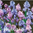 100 Spanish Bluebells Mixture Wood Hyacinth Mix Color Wood Hyacinths Flower Bonsai Garden Plants Ite
