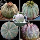 100pcs Euphorbia Obesa Basketball Sea Urchin Professional Pack Living Baseball Golf Ball Succulent P 100pcs Euphorbia Obesa Basketball Sea Urchin Professional Pack Living Baseball Golf Ball Succulent P