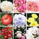 20 pcs/Bag Double Blooms Peony Heirloom Sorbet Robust Paeonia Bonsai Flower Pot Tree Rose Balcony Ga
