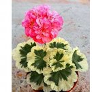 20PCS Deep Red Geranium Bonsai Pretty Charming Flower Garden Pelargonium Peltatum Plant Easy GrowIte