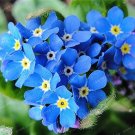 50 Pcs/Bag Rare Myosotis Silvatica Bonsai Home Garden Flowers Potted Bonsai Forget Me Not Bonsai for 50 Pcs/Bag Rare Myosotis Silvatica Bonsai Home Garden Flowers Potted Bonsai Forget Me Not Bonsai for