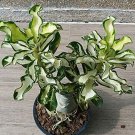 100% True Thailand Rare grafted Desert Rose Variegated Leaves Siam Potted Home Garden Flowers Bonsai 100% True Thailand Rare grafted Desert Rose Variegated Leaves Siam Potted Home Garden Flowers Bonsai