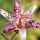 100 pcs Imported Toad Lily Plant Outdoor Charming Perennial Bonsai Potted Lilum Flower Landscaping G