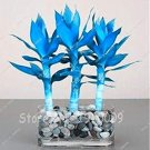 Rare 50 pcs Blue Lucky Bamboo Bonsai Anti Radiation Absorb dust Tree Plants Indoor PlantssItem NO.: 