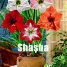 100PCS Mixed 5 Colors Amaryllis SeedsItem NO.: SH10132C