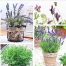 French Lavender Seeds, Purple FlowersItem NO.: CO-1592