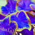 Thailand Caladiums Seeds, Blue Leaves with Golden EdgeItem NO.: CO-1591