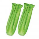 10,000 PCS F1 Hybrid Celery Seeds Garden Green Chinese VegetablesItem NO.: SH329Q