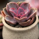 100PCS Echeveria Purpusorum SeedsItem NO.: SH354Q