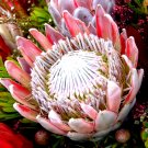 2PCS Protea Cynaroides Seeds Water Pink FlowersItem NO.: SH364Q