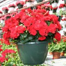 50PCS Red Rieger Begonias SeedsItem NO.: SH374Q