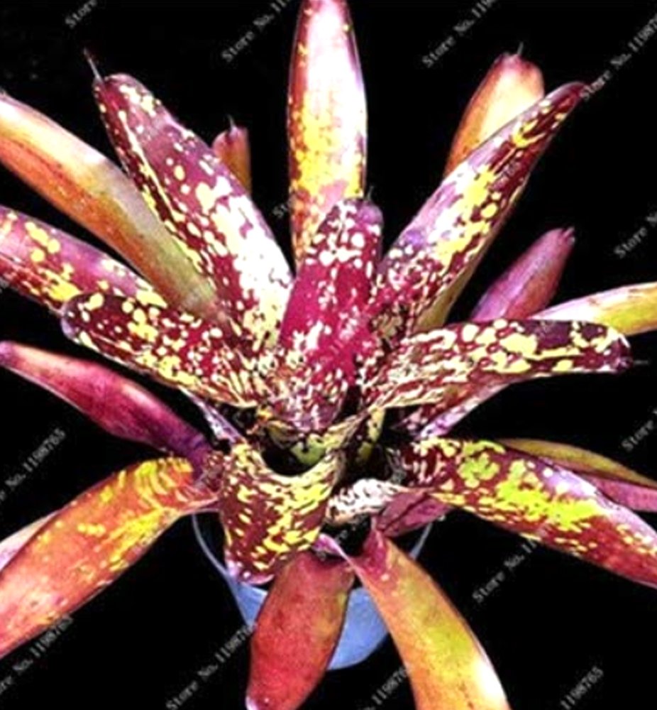 100PCS Cactus Bromeliad Succulent Rare Colorful Flower Bonsai Courtyard Mini Plant Succulent Bonsai 