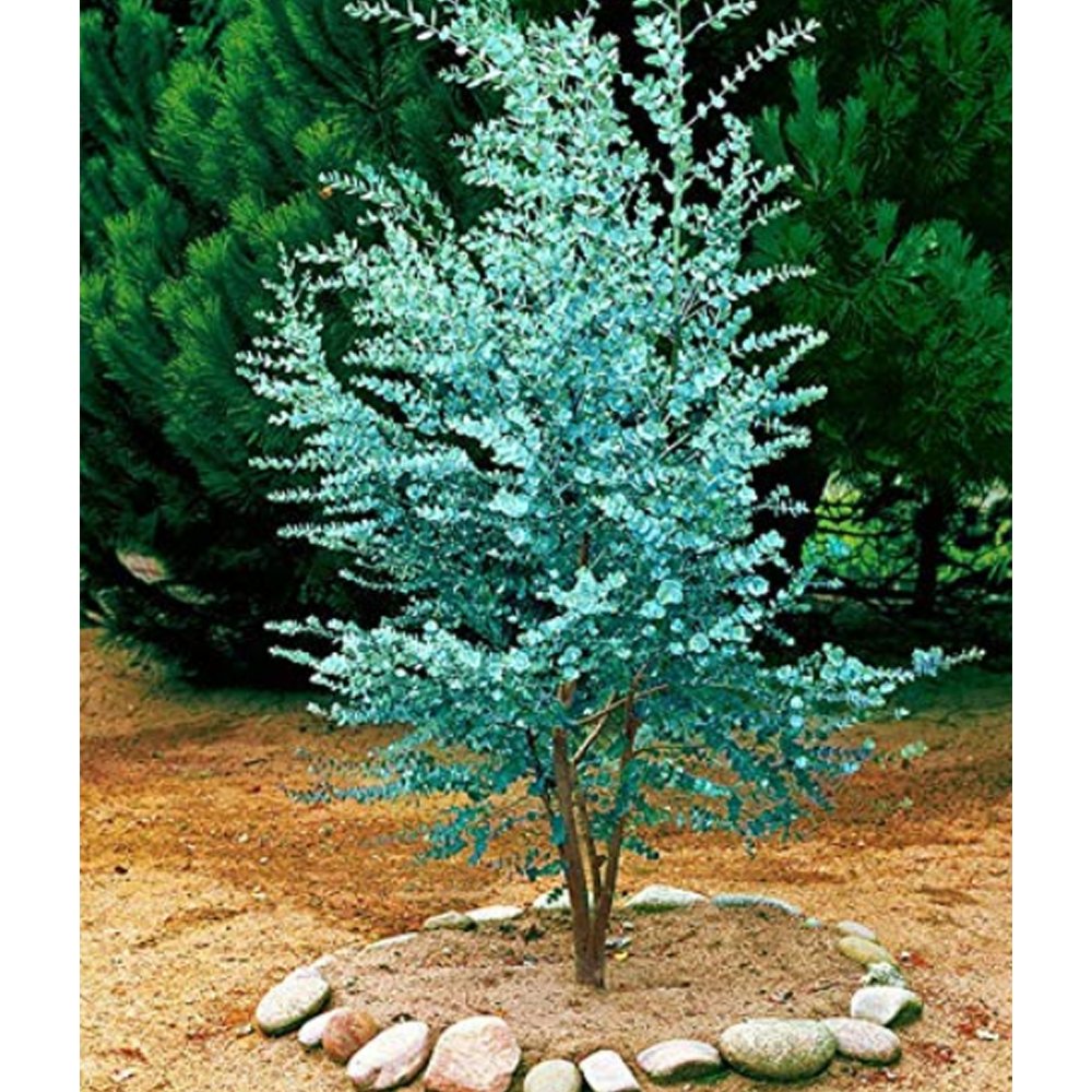 Seed Blue Eucalyptus Mini Tree Exotic Shrub Flower Pots Planters Tropical Ornaments Plants 100 Pcs C