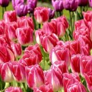10PCS Imported Hydro Tulip Bulbs Fresh Garden Bulbs All Season Planting AvailableItem NO.: SH383Q 10PCS Imported Hydro Tulip Bulbs Fresh Garden Bulbs All Season Planting AvailableItem NO.: SH383Q