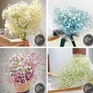 100PCS Gypsophila Paniculata Plant Outdoor & Indoor Perennial Garden Flower Ornaments Seed for Weddi 100PCS Gypsophila Paniculata Plant Outdoor & Indoor Perennial Garden Flower Ornaments Seed for Weddi