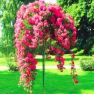 100PCS Rose Bonsai Thailand Climbing Rose Tree Rare Flower Pink Bonsai Potted Plant for Home GardenI 100PCS Rose Bonsai Thailand Climbing Rose Tree Rare Flower Pink Bonsai Potted Plant for Home GardenI