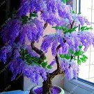5PCS Purple Wisteria Bonsai Tree SeedsItem NO.: SH400Q