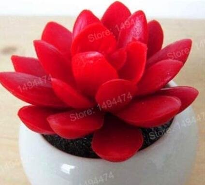 200PCS Lithops Seeds Red ColorsItem NO.: SH10233C