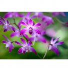 1 POD Dendrobium officinale Seeds (Flower Powder) Purple FlowersItem NO.: SH405Q