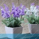 100 PCS/Bag French Provence Lavender Bonsai Very Fragrant Organic Lavender Plant Flower Flower Bonsa