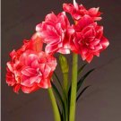 True Amaryllis Bulb, Rose Red and White ColorsItem NO.: CO-1742 True Amaryllis Bulb, Rose Red and White ColorsItem NO.: CO-1742