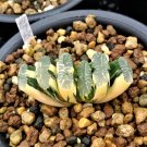 ONLY 1 PIECE Haworthia truncata Seed New Colorful Succulent Plant SeedsItem NO.: SH422Q